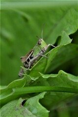 Chorthippus albomarginatus