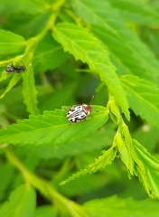 Zygogramma bicolorata