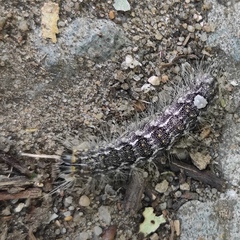 Acronicta megacephala