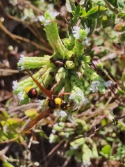 Delta unguiculatum