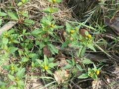 Bidens tripartita