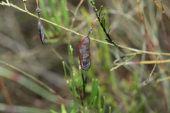 Bossiaea heterophylla