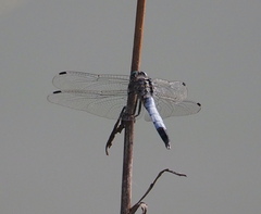 Orthetrum albistylum