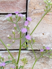 Cyanthillium cinereum