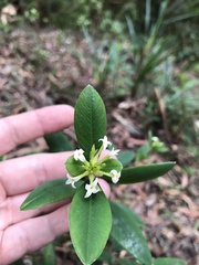 Pimelea gigandra