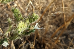 Echium italicum