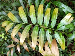 Stenochlaena palustris