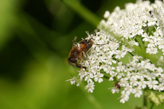 Eristalis pertinax