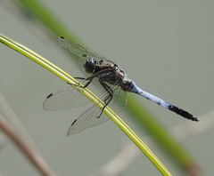Orthetrum albistylum