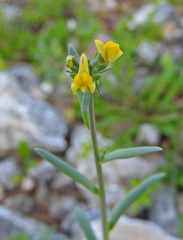 Linaria simplex