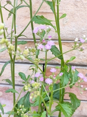 Cyanthillium cinereum