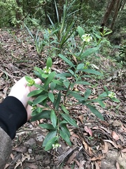 Pimelea gigandra