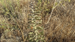 Echium italicum