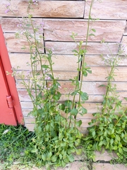 Cyanthillium cinereum