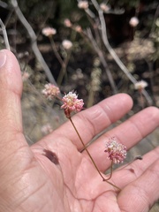 Eriogonum nudum