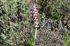 Lachenalia