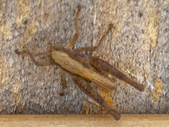 Dichromorpha viridis