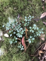 Peperomia tetraphylla