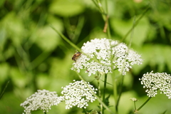Eristalis pertinax