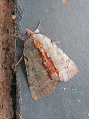 Catocala grynea