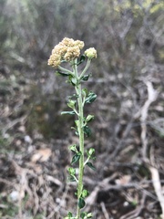 Ozothamnus obcordatus