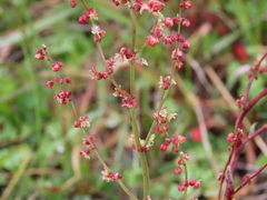 Rumex acetosella