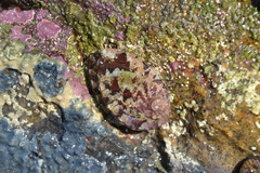 Haliotis tuberculata