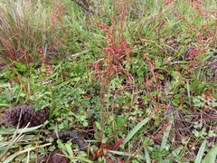 Rumex acetosella