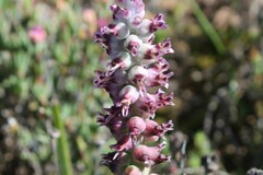 Lachenalia