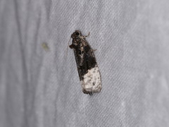 Apotomis betuletana