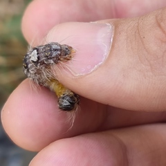 Acronicta megacephala