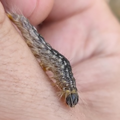 Acronicta megacephala