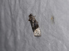 Apotomis betuletana