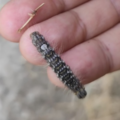 Acronicta megacephala
