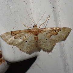 Idaea rusticata