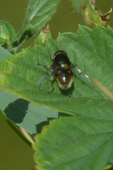Eristalis intricaria