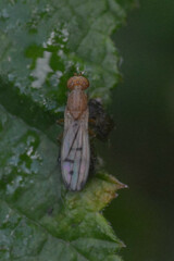 Opomyza
