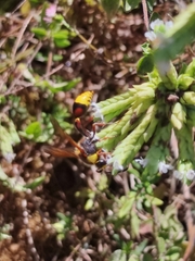 Delta unguiculatum