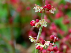 Rumex acetosella