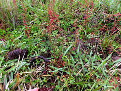 Rumex acetosella