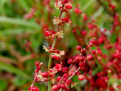 Rumex acetosella