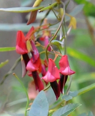 Kennedia rubicunda