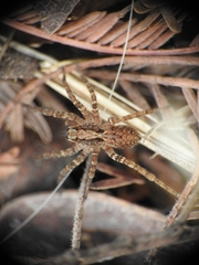 Alopecosa albofasciata