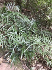 Pteris umbrosa