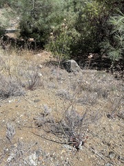 Eriogonum nudum