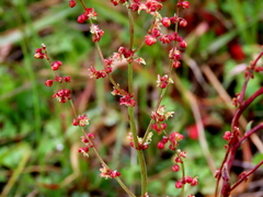 Rumex acetosella