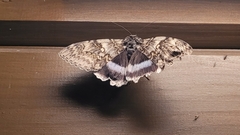 Catocala fraxini