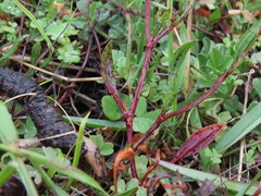 Rumex acetosella