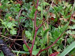 Rumex acetosella