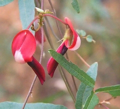 Kennedia rubicunda